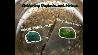 How To Culture Daphnia and Moinas using Green Water Spirulina powder [upl. by Junko]