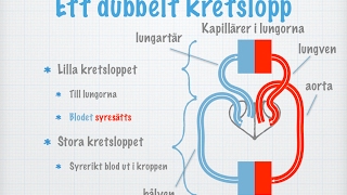 Människans cirkulationssystem Hjärta blodkärl och blodtryck gammal [upl. by Lorenzo]