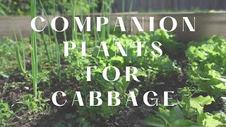 Cabbage Companion Plants [upl. by Atnod]