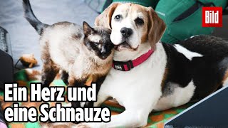 Ältestes Tierheimpaar sucht neues Zuhause  Berlin [upl. by Eikceb]