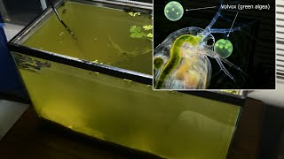 Raising Daphnia for the Freshwater Aquarium [upl. by Yasu892]