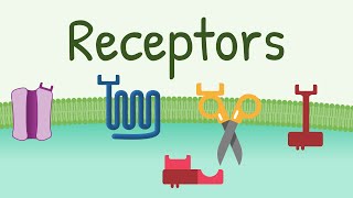 Receptors Types amp Functions [upl. by Constant]