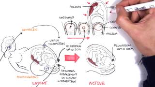 Obstetrics  Stages of Labour [upl. by Manon899]