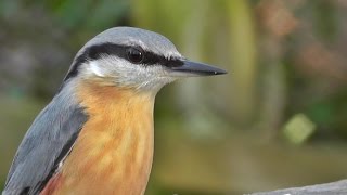 Nuthatch Bird Song and Nature Sounds  Birds Singing  One Hour of Beautiful Nuthatches [upl. by Maillil]