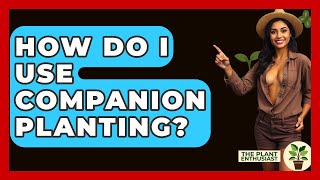 How Do I Use Companion Planting  The Plant Enthusiast [upl. by Risteau226]