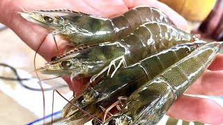 How To Use LIVE SHRIMP Shallow Water Rigging Retrieving amp Best Spots [upl. by Enram366]