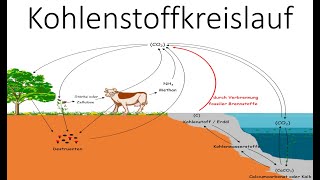 Kohlenstoffkreislauf  Kohlenstoffatomkreislauf  Ökologie  Biologie Schule [upl. by Marler38]