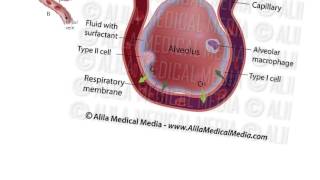 Lungs2The alveolus surfactant mucociliary escalator [upl. by Timon]