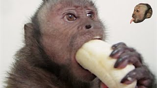 Capuchin Monkey amp Mushy Banana [upl. by Finny599]