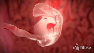 Fetal Development 3D Animation  Infuse Medical [upl. by Oriaj]