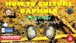 HOW TO CULTURE DAPHNIA In Easy Way [upl. by Gredel]