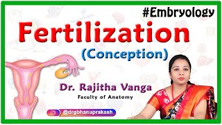 Fertilization conception Embryology [upl. by Munsey]