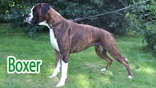 Boxer Dogs The Energetic and Loyal Family Companion [upl. by Sabino]